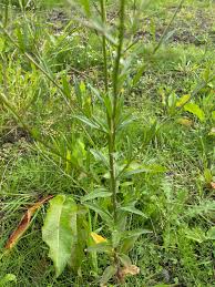 Attēlu rezultāti vaicājumam “Erysimum cheiranthoides leaf”