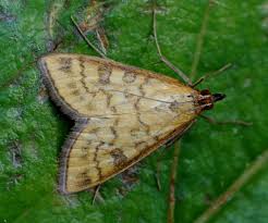 Attēlu rezultāti vaicājumam “Mecyna flavalis”