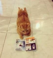 Image result for lulcatz