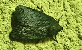 Attēlu rezultāti vaicājumam “Amphipyra livida”