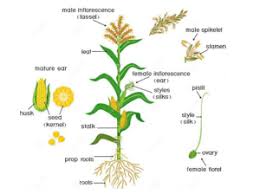 Attēlu rezultāti vaicājumam “Zea mays female flower”