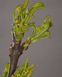 Attēlu rezultāti vaicājumam “Euonymus europaeus bud”