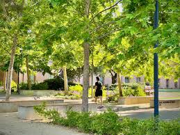 Attēlu rezultāti vaicājumam “Platanus x hispanica (syn. Platanus x acerifolia) leaf”