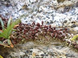 Attēlu rezultāti vaicājumam “Polytrichum piliferum”