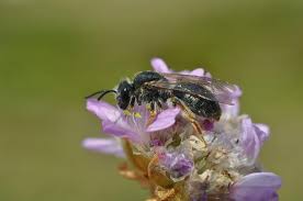 Attēlu rezultāti vaicājumam “Andrena haemorrhoa”