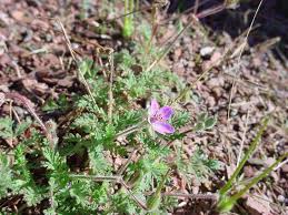Attēlu rezultāti vaicājumam “Erodium cicutarium fruit”