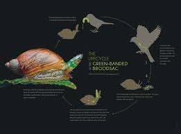 Attēlu rezultāti vaicājumam “Leucochloridium paradoxum”