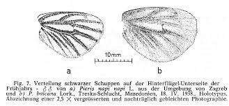 Attēlu rezultāti vaicājumam “Pieris napi male”