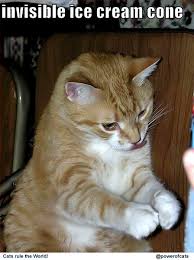 Image result for invisible cat