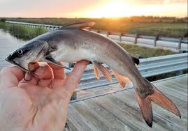 Image result for Ariopsis felis