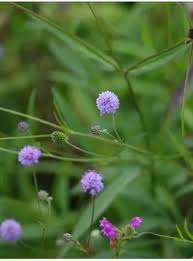 Attēlu rezultāti vaicājumam “Silene x arkwrightii Vesuvius”