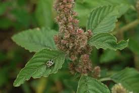 Attēlu rezultāti vaicājumam “Amaranthus retroflexus leaf”