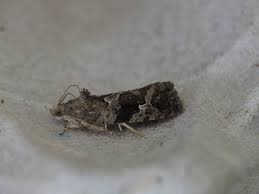 Attēlu rezultāti vaicājumam “Eudemis porphyrana”