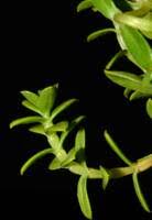 Attēlu rezultāti vaicājumam “Honckenya peploides bud”