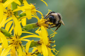 Attēlu rezultāti vaicājumam “Ligularia sibirica flower”