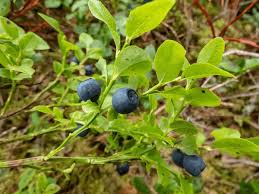Attēlu rezultāti vaicājumam “Vaccinium myrtillus leaf”