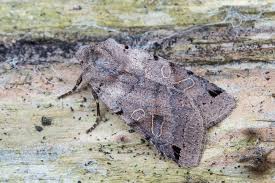 Attēlu rezultāti vaicājumam “Agrochola litura imago”