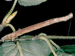 Attēlu rezultāti vaicājumam “Plagodis pulveraria”