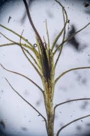 Attēlu rezultāti vaicājumam “Distichium capillaceum”