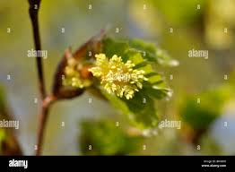 Attēlu rezultāti vaicājumam “Fagus sylvatica fo. purpurea male flower”
