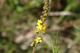 Attēlu rezultāti vaicājumam “Agrimonia eupatoria flower”
