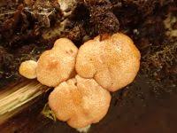 Attēlu rezultāti vaicājumam “Hypocrea rufa”