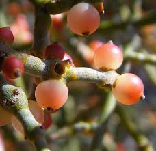 Attēlu rezultāti vaicājumam “Santalaceae”