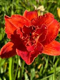Image result for Hemerocallis `Moses Fire`