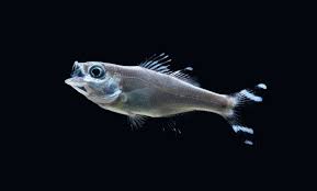 Image result for Mugil