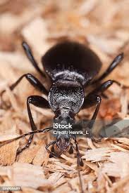 Attēlu rezultāti vaicājumam “Cychrus caraboides”