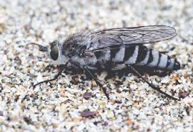 Attēlu rezultāti vaicājumam “Therevidae”