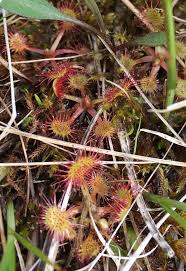 Attēlu rezultāti vaicājumam “Drosera rotundifolia flower”
