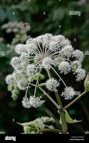 Attēlu rezultāti vaicājumam “Cicuta virosa flower”