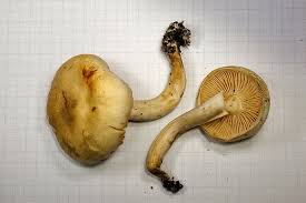 Attēlu rezultāti vaicājumam “Tricholoma album”