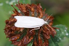 Attēlu rezultāti vaicājumam “Eana argentana”