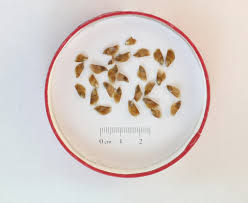 Attēlu rezultāti vaicājumam “Larix kaempferi fruit”