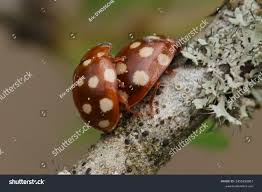 Attēlu rezultāti vaicājumam “Calvia quatuordecimguttata”