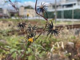 Attēlu rezultāti vaicājumam “Bidens frondosa fruit”