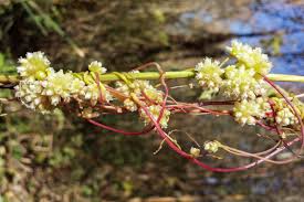 Attēlu rezultāti vaicājumam “Cuscuta europaea flower”