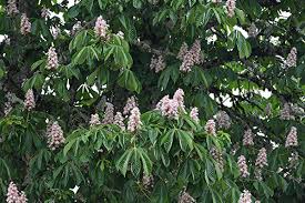 Attēlu rezultāti vaicājumam “Aesculus hippocastanum”