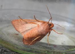 Attēlu rezultāti vaicājumam “Agrochola helvola”