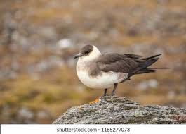 Attēlu rezultāti vaicājumam “Stercorarius parasiticus”