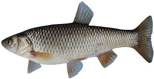 Image result for Squalius cephalus