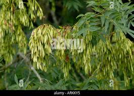 Attēlu rezultāti vaicājumam “Fraxinus excelsior fruit”