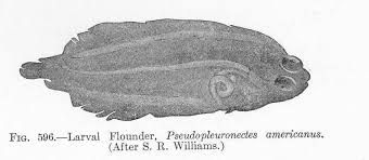 Image result for Pseudopleuronectes americanus