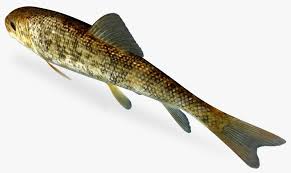 Image result for Catostomus commersonii