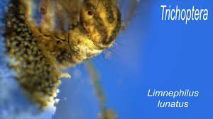 Attēlu rezultāti vaicājumam “Limnephilus larva”