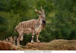 Attēlu rezultāti vaicājumam “Capra”