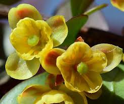 Attēlu rezultāti vaicājumam “Berberis thunbergii flower”
