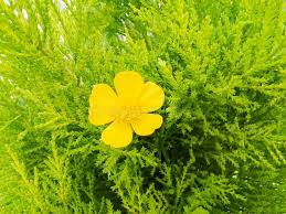 Attēlu rezultāti vaicājumam “Ranunculus bulbosus flower”